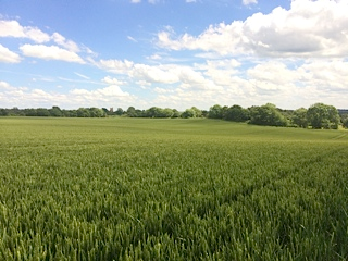 wheat fields to west