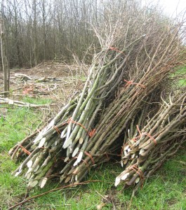 hazel pea sticks